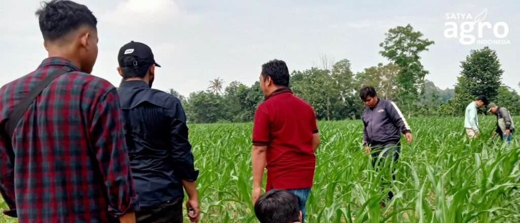 Foto 1, Product Training Sagri Storm, solusi gulma pilihan petani jagung Lampung