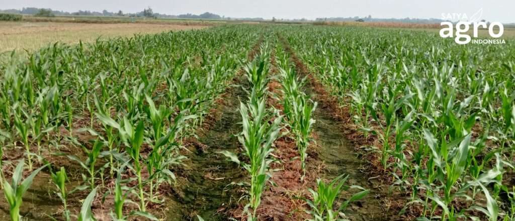 Foto 2, Product Training Sagri Storm, solusi gulma pilihan petani jagung Lampung